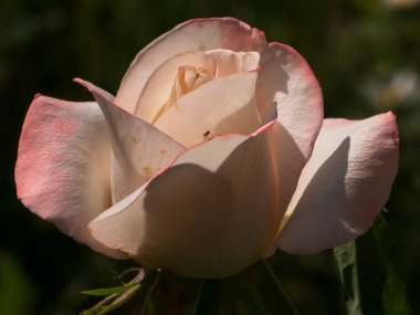 Taç Giyen Küçük Böcekli Zarif Pembe Gül