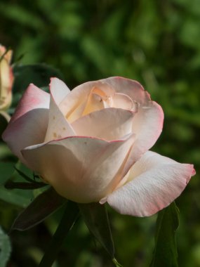 Güneş Işığında Narin Pembe ve Krem Gül Tomurcukları