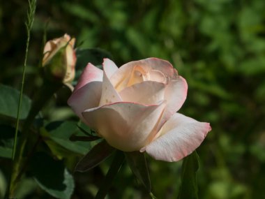 Güneş Işığında Narin Pembe ve Krem Gül Tomurcukları