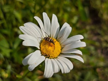 Uzun Boynuzlu Böcek Beyaz Papatya 'da Dinleniyor