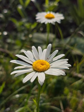 İki Beyaz Papatya Yeşil Çimende Çiçek açıyor