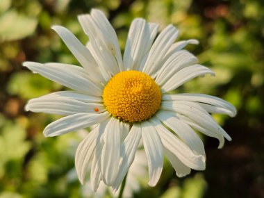 Parlak Güneş Işığında Canlı Beyaz Daisy