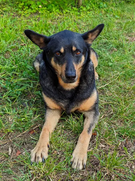 Özenli Siyah ve Tan Dog Çimenlerin üzerinde Uzanıyor