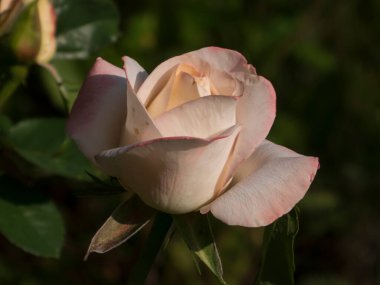 Melez Çay Gülünün Narin Kızarıklığı