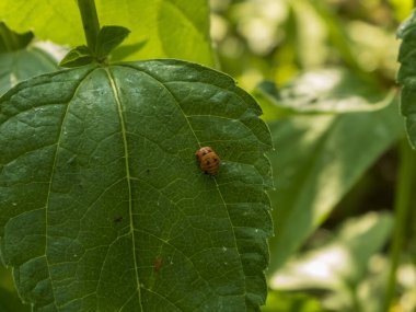 Yeşil Yapraklı Bayan Böcek Pupa