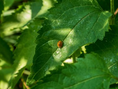 Canlı Yeşil Yaprak Üzerinde Küçük Böcek