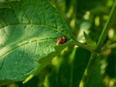 Böcek Pupa Yeşil Yaprağın Üzerinde Dinleniyor