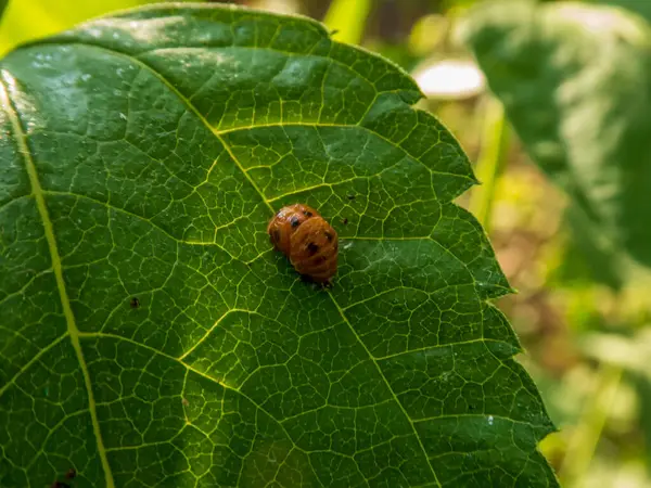 Yaprak Üzerine Uğurböceği Yavrusu 'nun Yakın Çekimi