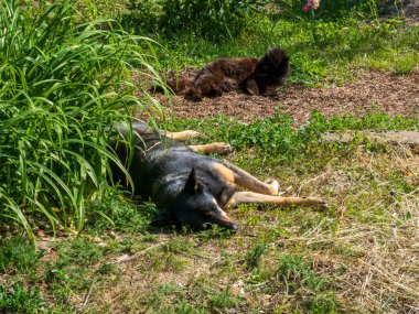 Güneşin tadını çıkaran iki tüylü arkadaş