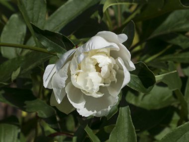 Güneş Işığında El değmemiş Beyaz Şakayık Çiçeği