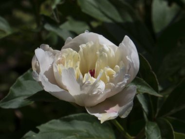 Hassas Beyaz Şakayık Gün Işığında Açılıyor