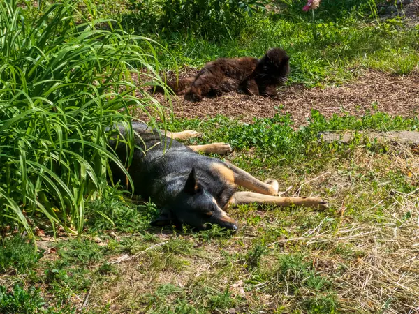 Güneşin tadını çıkaran iki tüylü arkadaş