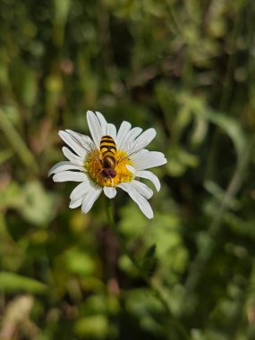 Hoverfly Güneş Işığında Beyaz Papatyayı Tozlaştırıyor