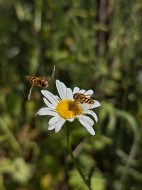 Uçan ve Beslenen İki Uçan Sinek