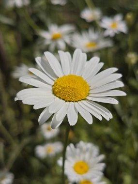 Klasik Beyaz Daisy Yaz Alanında Çiçek Açıyor