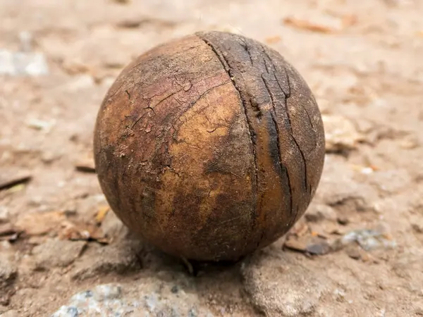 Yerdeki Yıpranmış Bir Fındık 'ın Yakın Çekimi