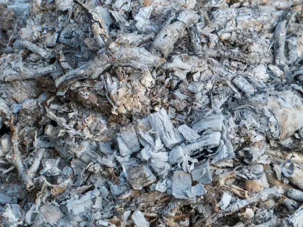 Beyaz ve Gri Ateş Külü 'nün yakın çekimi