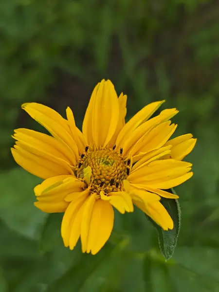 Canlı Sarı Sahte Ayçiçeği Yazın Çiçek açıyor