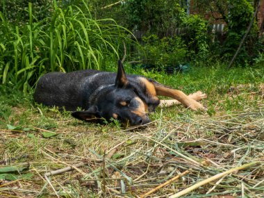 Barışçıl Siyah ve Tan Dog Açık Hava Şekerleme