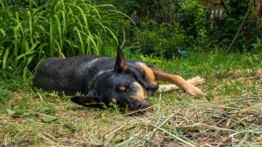 Barışçıl Siyah ve Tan Dog Açık Hava Şekerleme