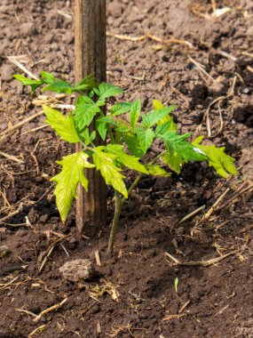 Genç Domates Bitkisi Zengin Topraklarda Büyüyor