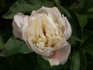 Yumuşak yapraklı yemyeşil fındık çiçeği.