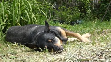 Rahat Siyah ve Bronz Köpek Güneşli Bahçede Şekerleme