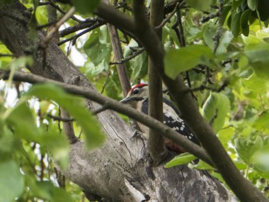 Büyük Benekli Ağaçkakan yeşil yaprakların arasından bakıyor.