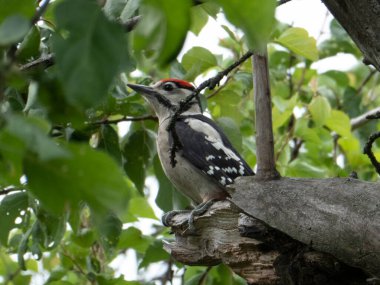 Yeşil Arkaplan Karşısında Büyük Benekli Ağaçkakan