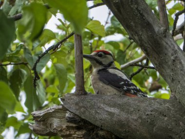 Yeşil Yaprakların Arasında Büyük Benekli Ağaçkakan