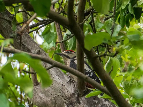 Yeşil Yaprakların arasına tünemiş Büyük Benekli Ağaçkakan