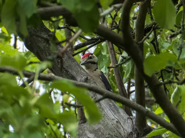 Dalların arasından gözetleyen Büyük Benekli Ağaçkakan