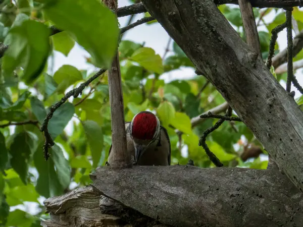 Büyük Benekli Ağaçkakan Kırmızı Tacını Gösteriyor
