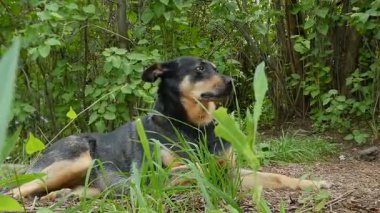 Köpek Ormanda Dinleniyor