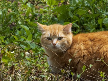 Bahçedeki çimlerin üzerinde dinlenen turuncu kedi.