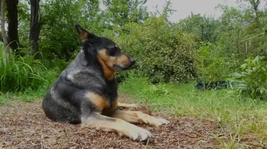 Siyah ve Tan Avustralya Sığır Köpeği Dışarıda Dinleniyor