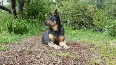 Siyah ve Tan Dog Doğada Dinleniyor