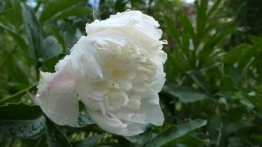 Taze yağmur damlalarıyla Beyaz Şakayık