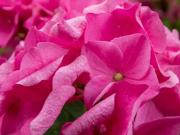 Yoğun Pembe Ortanca Çiçek Yaprakları Yakın plan