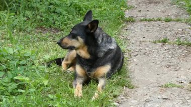 Sadık Arkadaş: Otlak Yol Tarafından Dinlenen Siyah ve Tan Köpeği