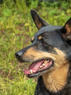 Siyah ve Tan Köpeğinin yakın plan profili