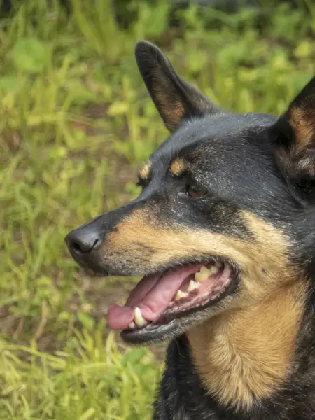 Siyah ve Tan Köpeğinin yakın plan profili