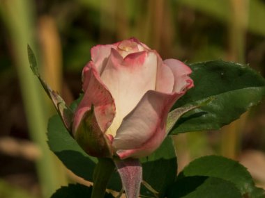Güneş Işığında Bir Gül Gülünün Nazikçe Açılışı