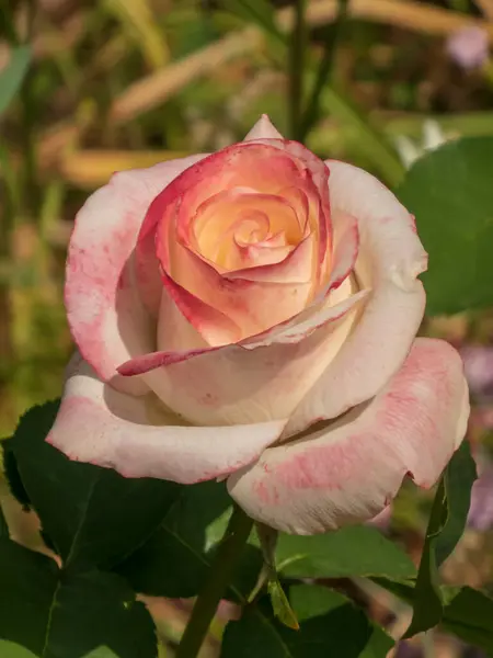 Pembe ve krema yapraklı güzel bir gül