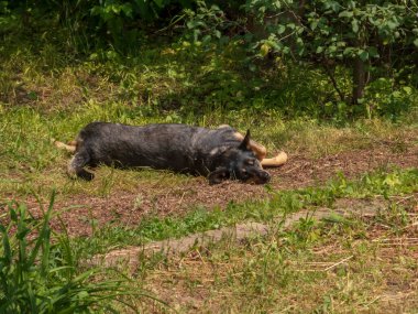 Mutlu bir köpek çimenlerde sırt üstü yuvarlanıyor.