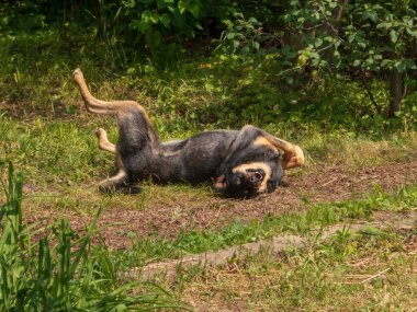 Mutlu bir köpek çimenlerde sırt üstü yuvarlanıyor.