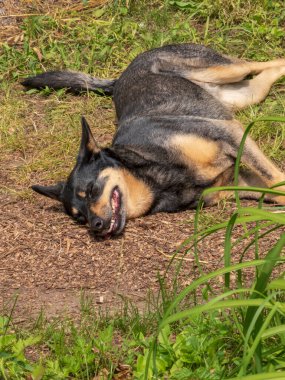 Mutlu köpek çamurda yuvarlanıyor.