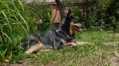 Alarm Köpeği Sunny Garden 'da Dinleniyor