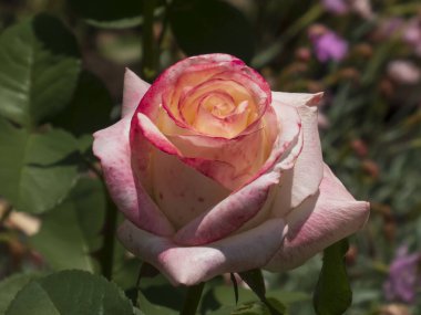 Zarif Pembe ve Sarı Gül Bir Yaz Bahçesinde Çiçek Açıyor