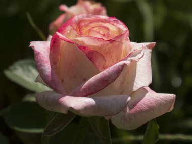 Güneş Işığında Zarif Pembe ve Kremalı Gül Bud